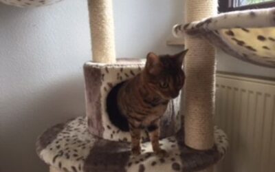 La triste histoire de la grossesse d’Athéna