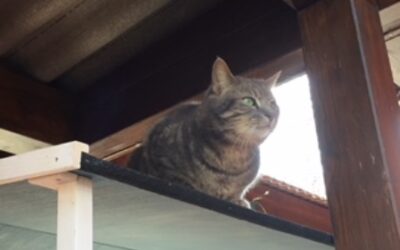 Quincy et son expérience