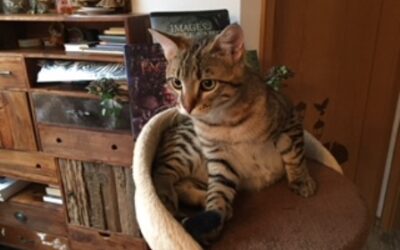 Simba, le malheur s’est transformé en bien