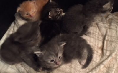 Sasha et la naissance des bébés