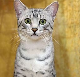 L’histoire du Mau égyptien