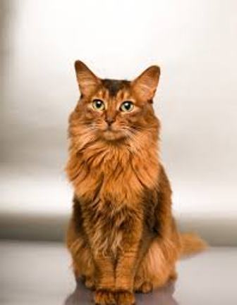Le chat Somali