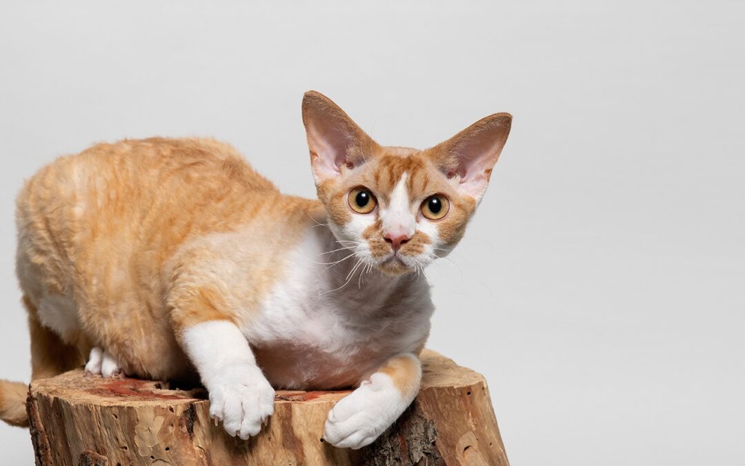 Devon Rex